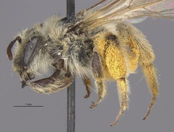Media type: image;   Entomology 15073 Aspect: habitus lateral view